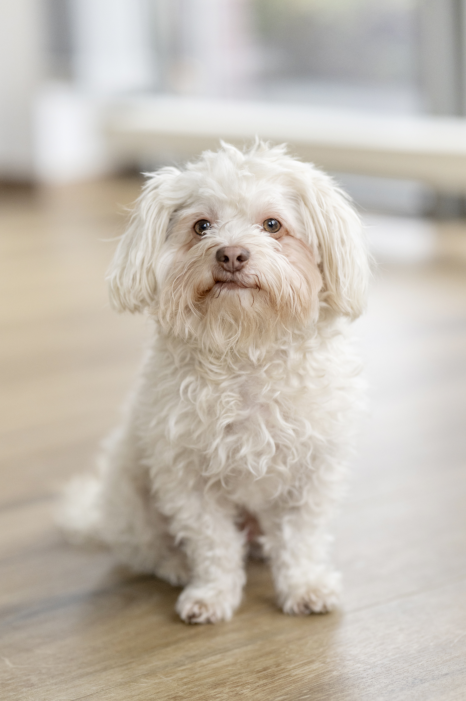 Bild: Zwergnase Rover