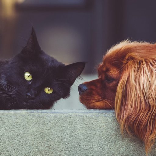 Tiere_1024 px